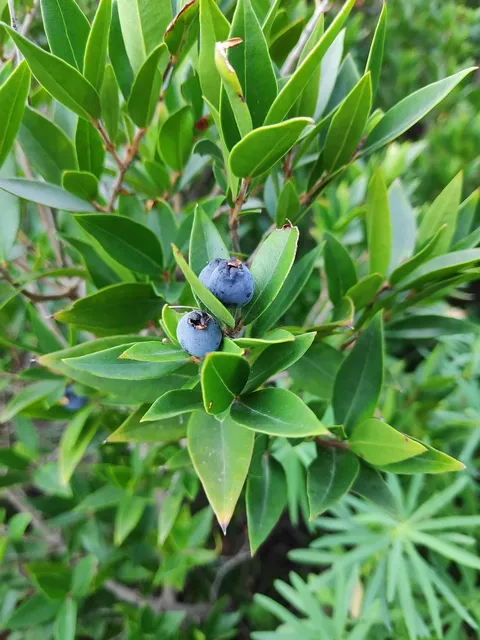 Blueberry Slender Stick