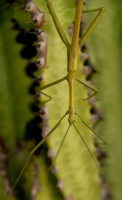 Blueberry Slender Stick