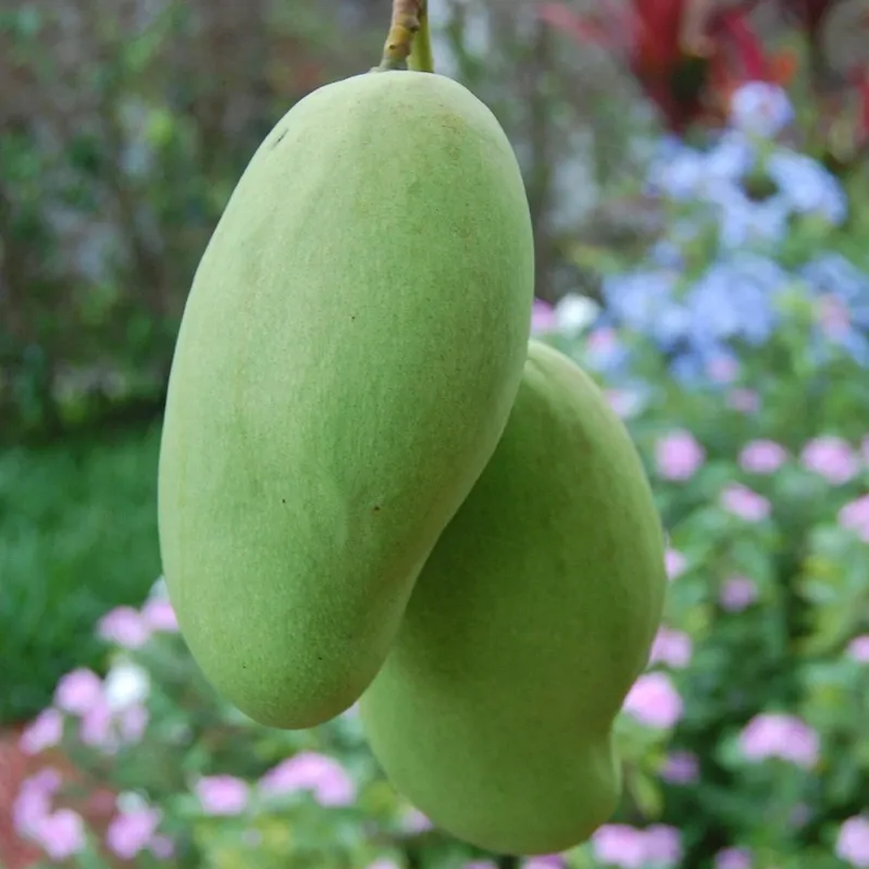 Mango Slender Stick