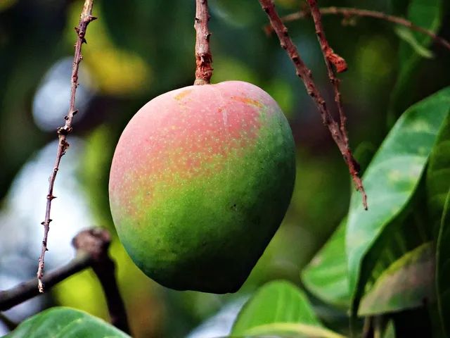 Mango Slender Stick